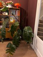 Strelitzia Nicolai plant + pot, Huis en Inrichting, Kamerplanten, Ophalen, Overige soorten, Halfschaduw, In pot