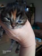 Prachtige Maine Coon kittens, Dieren en Toebehoren, Katten en Kittens | Overige Katten, Kater