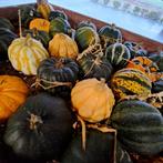 Kalebassen   mooie partij, Tuin en Terras, Bloembollen en Zaden, Ophalen, Volle zon