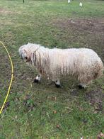 Schwarznase ram, Dieren en Toebehoren, Schapen, Geiten en Varkens, Mannelijk, Schaap