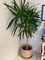 Oude Yucca Palm met Pot & Schotel, Volle zon, Vaste plant, Bloeit niet, Ophalen