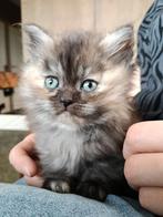 1 Britse langhaar kitten en 5 Korthaar, Meerdere dieren, Gechipt, 0 tot 2 jaar