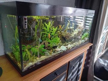 Grote aquarium  beschikbaar voor biedingen