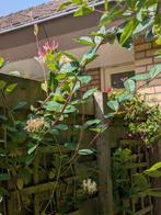 vaste klimplant Kamperfoelie, Tuin en Terras, Planten | Tuinplanten, Ophalen, Vaste plant, Halfschaduw, Klimplanten