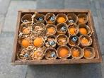 48 Ouderwetse gloeilampen geel/oranje 40 W, Ophalen of Verzenden, Nieuw