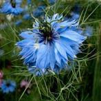 Zaden Nigella Miss Jekyll, Verzenden, Volle zon