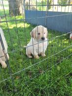 Prachtige Golden Retriever puppies, Dieren en Toebehoren, Honden | Retrievers, Spaniëls en Waterhonden, Golden retriever, 8 tot 15 weken