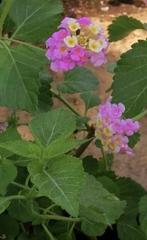 Wisselbloem Wit/Roze (Lantana aculeata), Ophalen of Verzenden, Zomer