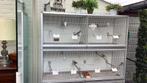 Japanse nachtegaal, Dieren en Toebehoren, Ophalen of Verzenden, Zo goed als nieuw, Aluminium, Vogelkooi