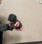 Cane corso puppy’s, Dieren en Toebehoren, Overige rassen, 8 tot 15 weken, Meerdere, Meerdere dieren