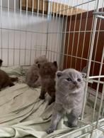 Schattige Britse Korthaar kittens., Dieren en Toebehoren, Katten en Kittens | Raskatten | Korthaar, Kater, Ontwormd, 0 tot 2 jaar