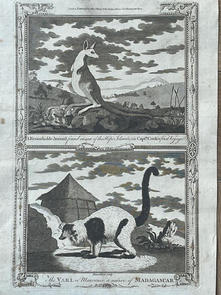 1780 Kangoeroe en Maucauco 1780 Kapitein Cook, Antiek en Kunst, Kunst | Etsen en Gravures, Ophalen of Verzenden