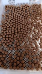 speculaas pinda premium boilies, Ophalen of Verzenden, Nieuw, Overige typen