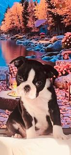 Raszuiver Gloed mooi Boston Terriër Pup Reutje !, Dieren en Toebehoren, Honden | Bulldogs, Pinschers en Molossers, Rabiës (hondsdolheid)