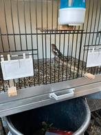 Vink man 2025, Dieren en Toebehoren, Vogels | Overige Vogels