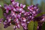 Cercis siliquastrum Judasboom paarse bloei lente blikvanger, Overige soorten, Volle zon, Vaste plant, Ophalen of Verzenden