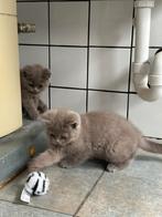 Britse korthaar poesjes, Dieren en Toebehoren, Katten en Kittens | Raskatten | Korthaar, Poes, Ontwormd, 0 tot 2 jaar