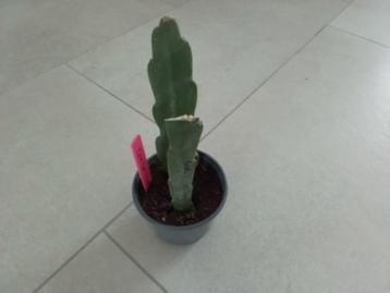 2 gewortelde epiphyllum stekken geel/ wit  beschikbaar voor biedingen