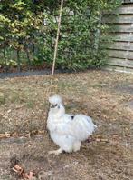 Zijdehoen haan, Dieren en Toebehoren, Mannelijk, Kip