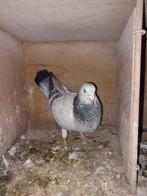 Postduif duivin schimmel uit 2023, Dieren en Toebehoren, Vrouwelijk, Postduif