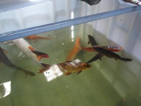 koi karpers, Dieren en Toebehoren, Vissen | Vijvervissen, Karper of Koi