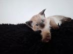 Bijzonder mooie Kittens, half Siamees, Dieren en Toebehoren, Katten en Kittens | Overige Katten, Meerdere dieren, Kortharig, 0 tot 2 jaar