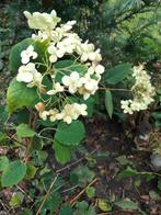 4 hortensia struiken wit bloeiend, Tuin en Terras, Planten | Struiken en Hagen, Ophalen, Hortensia, Struik, Minder dan 100 cm