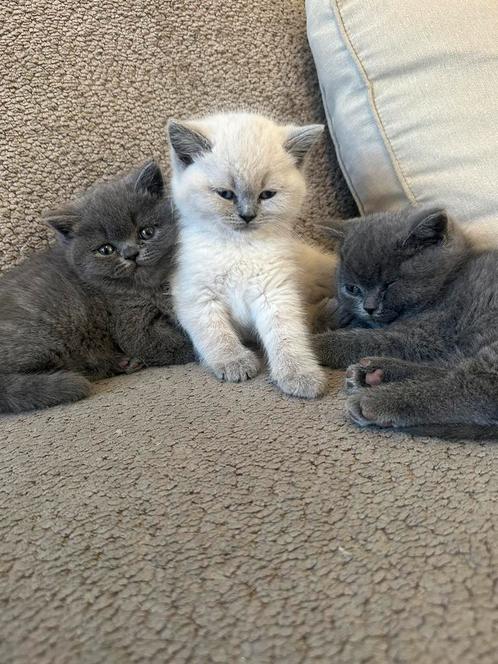 Lieve Britse kortaar kitten, Dieren en Toebehoren, Katten en Kittens | Raskatten | Korthaar, Poes, Ontwormd