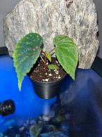 Begonia Atricha Sumatera, Huis en Inrichting, Kamerplanten, Ophalen of Verzenden, Halfschaduw, Minder dan 100 cm