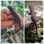 Anolis sabanus koppel, Hagedis, 0 tot 2 jaar