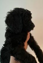 Charmante Zwart/Bruine Labradoodle Pups, Overige rassen, 8 tot 15 weken, CDV (hondenziekte), Meerdere