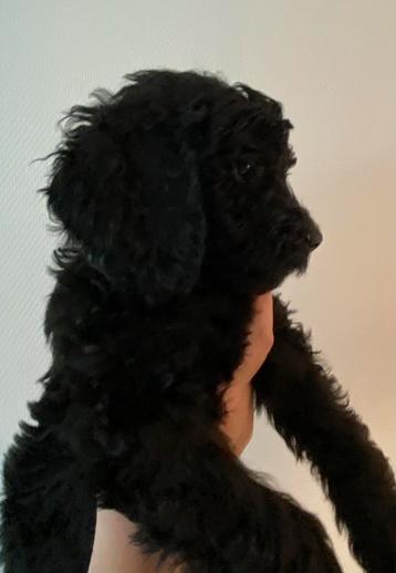 Charmante Zwart/Bruine Labradoodle Pups beschikbaar voor biedingen