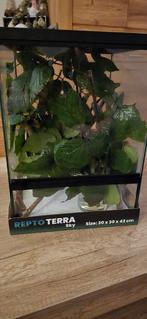 Repto terra bak met Australische flappentakken, Dieren en Toebehoren, Reptielen en Amfibieën | Toebehoren, Ophalen, Zo goed als nieuw