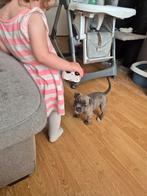 Pocket bully pup teefje, Overige rassen, 8 tot 15 weken, Teef, Eén hond