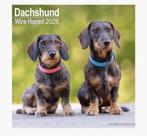 Teckel Dachshund maandkalender 2026, Ophalen, Maandkalender, Nieuw