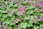 Bio Rotsooievaarsbek // Roze // Geranium macrorrhizum, Tuin en Terras, Planten | Tuinplanten, Volle zon, Vaste plant, Zomer, Ophalen
