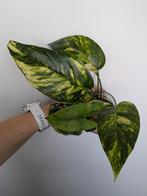 Epipremnum Pinnatum Cintho Goldfinger stek, Ophalen of Verzenden, Halfschaduw, Minder dan 100 cm
