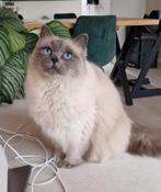 Ragdoll poes blue point, Dieren en Toebehoren, Katten en Kittens | Raskatten | Langhaar, Poes, 3 tot 5 jaar