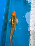 40 cm vlinder koi, Dieren en Toebehoren, Vissen | Vijvervissen, Karper of Koi