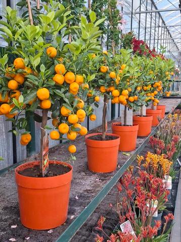 Citrus calmondin met vruchten.  beschikbaar voor biedingen