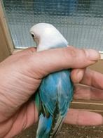 Prachtige piep jonge agapornis fisheri opaline blauw man, Mannelijk, Dwergpapegaai of Agapornis, Geringd