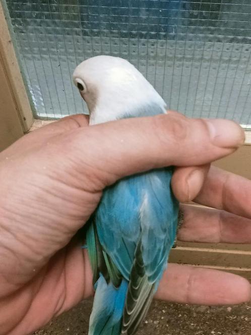 Prachtige piep jonge agapornis fisheri opaline blauw man, Dieren en Toebehoren, Vogels | Parkieten en Papegaaien, Dwergpapegaai of Agapornis