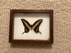 Vlinder in Houten Lijst, Huis en Inrichting, Minder dan 50 cm, Ophalen of Verzenden, Zo goed als nieuw, Minder dan 50 cm