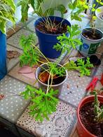 Antimuggen plant citroen geranium te koop, Huis en Inrichting, Kamerplanten, Ophalen, Overige soorten, Minder dan 100 cm