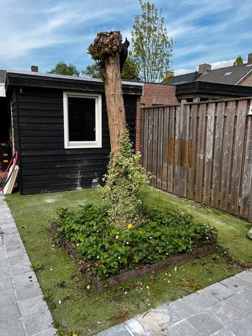 Catalpa boom beschikbaar voor biedingen