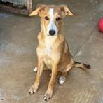 ACE: Rufo is een ideale familiehond, Dieren en Toebehoren, Honden | Niet-rashonden, Particulier, Rabiës (hondsdolheid), Reu, 8 tot 15 weken