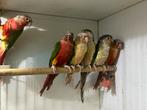 Pyrrhura molinae, Dieren en Toebehoren, Vogels | Parkieten en Papegaaien, Meerdere dieren, Parkiet, Geringd