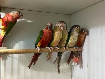 Pyrrhura molinae beschikbaar voor biedingen