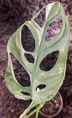 Monstera Adansonii Indonesian Marble #3, Huis en Inrichting, Kamerplanten, Overige soorten, Minder dan 100 cm, Groene kamerplant