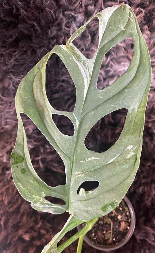 Monstera Adansonii Indonesian Marble #3, Huis en Inrichting, Kamerplanten, Overige soorten, Minder dan 100 cm, Groene kamerplant